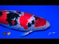 【Mature Champion】All japan koi show 2024