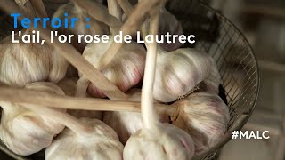 Terroir : l'ail, l'or rose de Lautrec