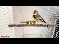 legendary goldfinch singing hd sound best for training صوت الحسون الاصلي