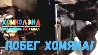 Побег хомяка! Хомяк пытается сбежать 🐹