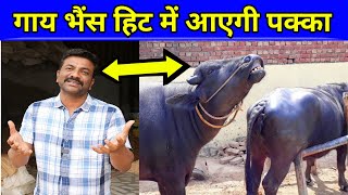 गाय भैंस हिट गर्मी में लाने का पक्का ईलाज 👌| Hit problem solution in dairy farming 👌| Vicky Pansari