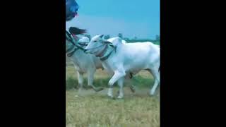 ប្រណាំងគោលឿន Khmer cow and traditional ox cart