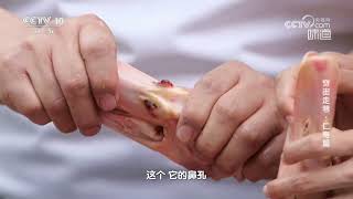 去腥与保鲜是处理鸭头的关键《味道》20231022 | 美食中国 Tasty China