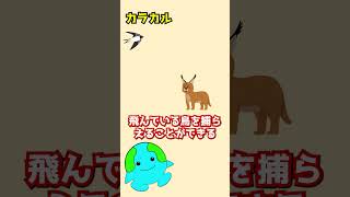 人間が家畜化できなかった動物【カラカル】#shorts