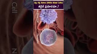 తెల్ల రక్త కణాలు (white blood cells) తగ్గితే ప్రమాదమా| #hematologist | Dr. Chandrasekhar Bendi