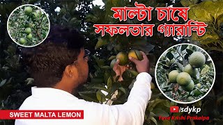 SWEET MALTA FARMING । MALTA FRUIT FARMING IN INDIA । BARI 1 MALTA FARMING । SOURABH DAS । sdykp