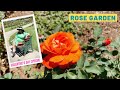 Victoria State Rose Garden, Tranquil gardens featuring 5,000+ roses, A Day Vlog, Exploring Australia