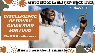 ಆಹಾರ ಪಡೆಯಲು ಹನಿ ಗೈಡ್‌ ಪಕ್ಷಿಯ ಜಾಣ್ಮೆ - INTELLIGENCE OF HONEYGUIDE BIRD FOR FOOD |Dr S B Ravikumar