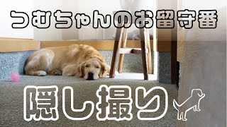 【隠し撮り】ある日の「つむちゃんのお留守番」