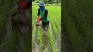 ข้าวนาหยอดสวยๆ #กำจัดหญ้า #เกษตรกร #ชาวนา #เกษตร #farming #farmer #rice #shorts