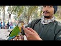 ।।naihati pet market✨।।থাকছে নতুন বছরের দারুন অফার।।recent price of conures lovebirds cockatiels।।