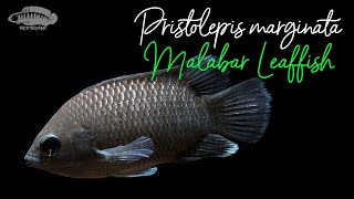 Malabar Leaffish | Western Ghats | Underwater Video | #aquariumfish #westernghats #biotope