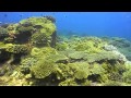 Diving Two Mile Reef, Bazaruto Island, Mozambique
