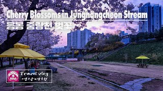 [4K] Cherry Blossoms in Jungnangcheon Stream // 중랑천 벚꽃 // Travel Vlog // 모리슨 영상여행