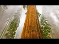 Mesmerized by this Giant Sequoia Tree -- Yosemite National Park