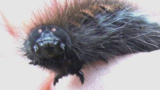 Black fluffy caterpillar