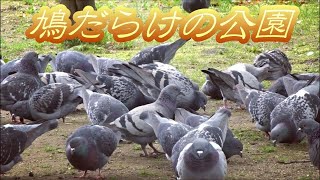 恐怖？鳩だらけの公園 Lots of pigeons. ドバト カワラバト かわいい 群れ 大群 野鳥観察 野鳥動画