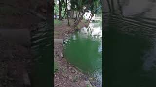 ルンピニ公園のミズオオトカゲの泳ぎは速い