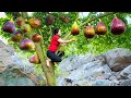 How To Harvest Roxburgh Fig & Goes To Market Sell | Gardening And Cooking | Lý Tiểu Vân