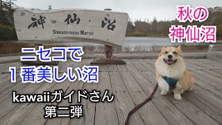 愛犬コーギーと行く【ニセコ紅葉の神仙沼】2022神の居る沼