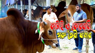 জানা জরুরি খামারিদের। কাটাই ও কোরবানি গরু তৈরী খামার। কি? কি? দেখে গরু ক্রয় । প্রয়াস এগ্রো। সাভার ।