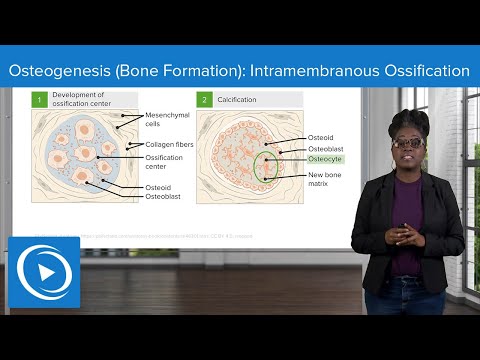 What are the two types of bone formation quizlet?