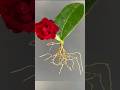 Growing Camellia plant From Leaves #youtubeshort #shorts #Camellia#Mita'sgardeningtrick