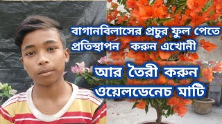 বাগানবিলাসের প্রচুর ফুল পেতে প্রতিস্থাপন করুন এখোনী আর তৈরী করুন ওয়েলডেনেচ মাটি