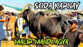 RATES SAHI LAGAEY❓🤔 MALIR COW MANDI 2025 | DUSRA GHAR