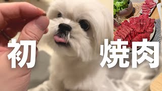 初めて焼肉を食べるマルペキの犬 / マルチーズ×ペキニーズ