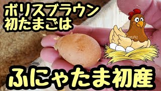 【鶏の卵自給自足】ボリスブラウン初たまご、はふにゃたま(笑)