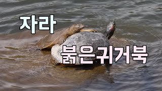 토종 자라에게 밀리는 붉은귀거북