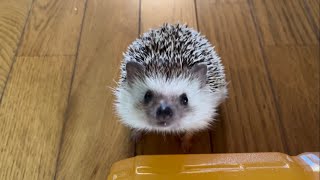 ハリネズミの散歩🦔(Ren)hedgehog daily walk