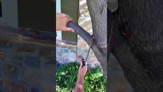 Making the RIGHT Cut - Pruning Demonstration (part 2) #trees #pruning #gardening #education