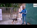 dog training basics how to train your puppy bark u0026 heel without leash