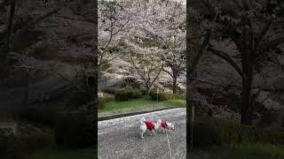 桜並木をお散歩する白柴姉妹 #shorts #shibainu #shiroshiba #mameshibainu #柴犬多頭飼い #柴犬 #柴犬子犬 #白柴 #豆白柴 #豆柴 #桜と柴犬