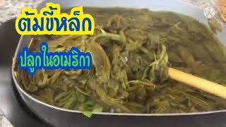 #เมียฝรั่ง#สะไภ้อเมริกา#VLOG  ชีวิตเรีบยง่าหลังเกษียณ#ชีวิตหลังเกษียณที่ทุกคนรอยคอย#Agust 2,2021