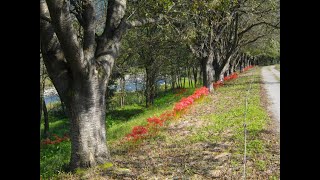 岩井親水公園（岩井桜並木）に、彼岸花が咲いてます・・前半は、東吾妻町の車載です。ｗ