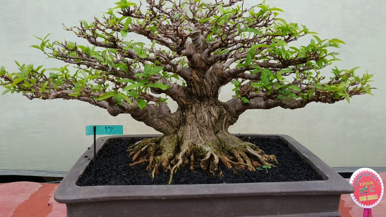 Pameran Bonsai Kulonprogo (Yogyakarta) #2 - YouTube