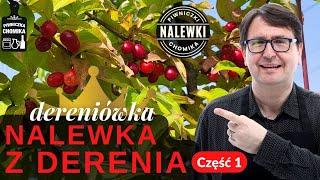 Nalewka z derenia (dereniówka). Czy wiesz dlaczego jest nazywana królową nalewek? Część 1