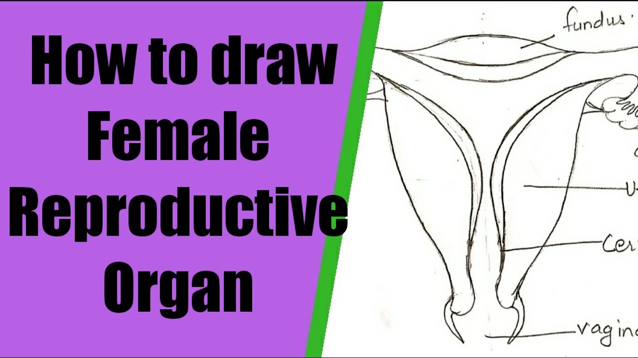 How To Draw Female Reproductive System Step By Step For Beginners - YouTube