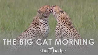 Big Cat Morning - Masai Mara Cheetah, Lion & Leopard