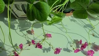 Oxalis  큰잎 사랑초  (땅콩사랑초 또는 보위에나)