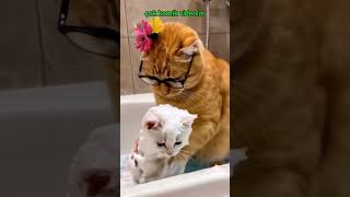 Viral olan kedi Sarman 😻 Çok Komik Videolar #shortsvideo #cat