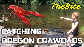 Oregon Crawdad hunting with TheBite (Crawfish / Crayfish)