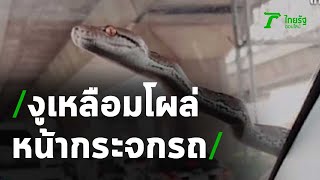 เกือบช็อก ลูกงูเหลือมโผล่หน้ากระจกรถ | 09-07-63 | ข่าวเช้าหัวเขียว