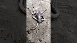 Octopus Hiding Trick – Watch It Vanish Into the Sand!