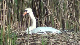 Лебідь-шипун (Cygnus olor) на гнізді у Вроцлаві