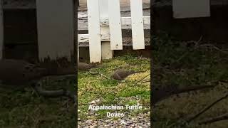 Appalachian Turtle Doves