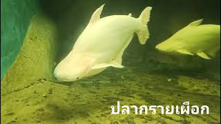 ปลากรายเผือก|ปลาน้ำจืด|เที่ยวสวนวัตว์|THE ZOO